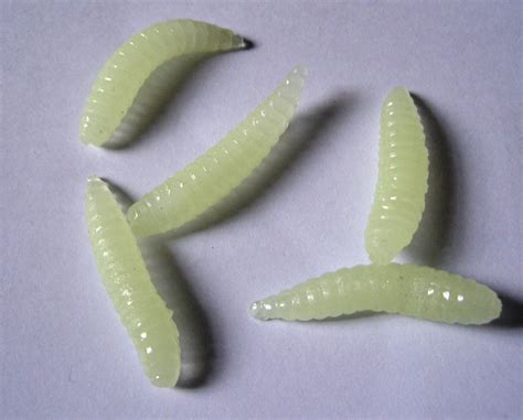larva branca
